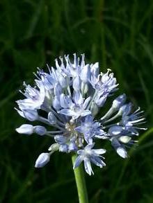 alliaceae 
     allium 
     caeruleum 
      
     ail bleu