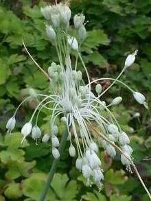 allium carinatum ssp pulchellum album