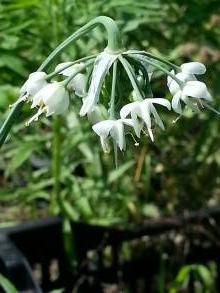 alliaceae 
     allium 
     cernuum 
     White Dwarf 
     ail
