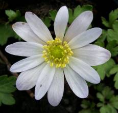 ranunculaceae 
     anemone 
     blanda 
     White Splendour 
     anémone