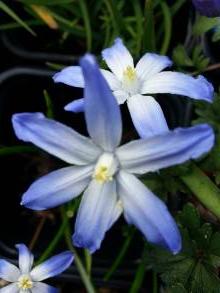 hyacinthaceae 
     chionodoxa 
     luciliae 
      
     chionodoxa