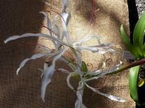 amaryllidaceae 
     crinum 
     amoenum 
      
     crinum, crinole