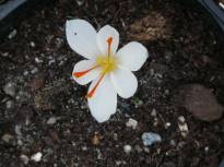 iridaceae 
     crocus 
     cartwrightianus 
     Albus 
     crocus, safran à fleurs blanches