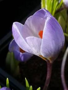 crocus chrysanthus blue pearl
