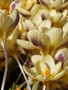 crocus chrysanthus jeannine