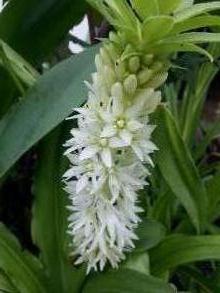 hyacinthaceae 
     eucomis 
     autumnalis 
      
     eucomis, plante ananas