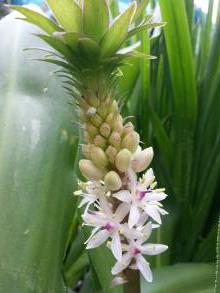 hyacinthaceae 
     eucomis 
     comosa 
     punctata 
     eucomis, plante ananas
