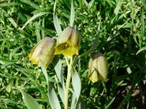 fritillaria crassifolia ssp kurdica1 jpg