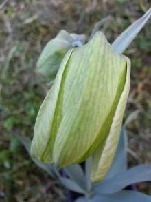 fritillaria pallidiflora