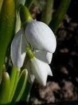 amaryllidaceae 
     galanthus 
     elwesii 
      
     Perce-neige