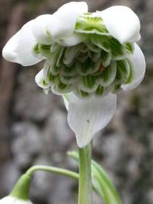 amaryllidaceae 
     galanthus 
     nivalis 
     Flore Pleno 
     Perce-neige double