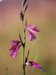 gladiolus communis ssp byzantinus
