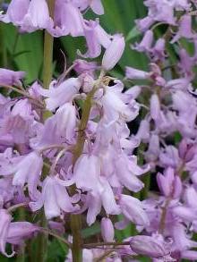 hyacinthoides hispanica miss world