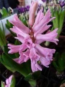 hyacinthus ann mary jacinthe