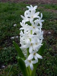 hyacinthus carnegie jacinthe