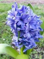 hyacinthus delft blue jacinthe