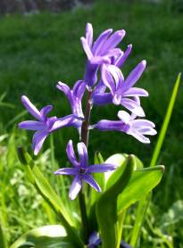 hyacinthaceae 
     hyacinthus 
     orientalis 
      
     jacinthe romaine