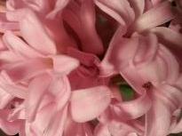 hyacinthaceae 
     hyacinthus 
      
     Pink Pearl 
     jacinthe