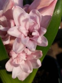 hyacinthus prince of love