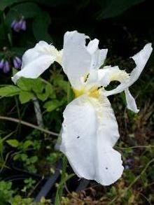 iris albicans