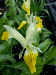 iridaceae 
     iris 
     bucharica 
      
     Iris-orchidée