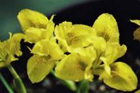 iridaceae 
     iris 
     danfordiae 
      
     iris