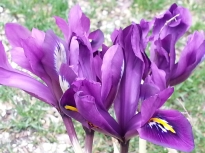 iridaceae 
     iris 
     histrioides 
     George 
     iris histrioide