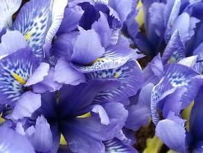 iridaceae 
     iris 
     histrioides 
     Lady Beatrix Stanley 
     iris histrioide