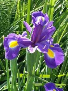 iridaceae 
     iris 
     hollandica 
     Sapphire Beauty 
     Iris de Hollande, Iris des fleuristes