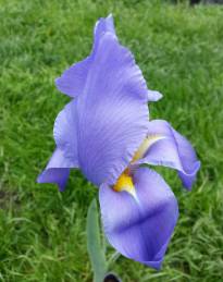 iris hoogiana