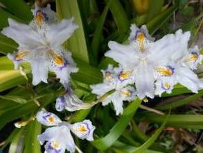 iridaceae 
     iris 
     japonica 
      
     iris