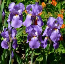 iridaceae 
     iris 
     pallida 
      
     iris