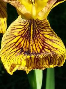 iridaceae 
     iris 
     pseudacorus 
     Berlin Tiger 
     iris des marais