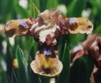 iridaceae 
     iris 
     pumila 
     Gingerbread Man 
     iris