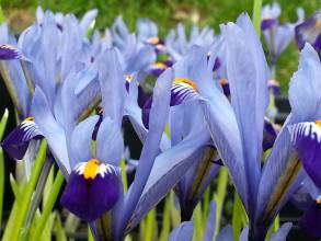iris reticulata cantab