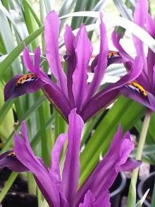 iris reticulata dijt