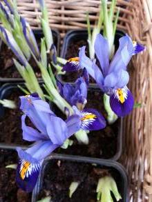 iridaceae 
     iris 
     reticulata 
     Edward 
     Iris réticulé