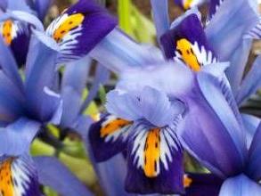 iridaceae 
     iris 
     reticulata 
     Gordon 
     Iris réticulé