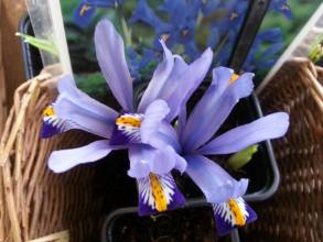 iridaceae 
     iris 
     reticulata 
     Harmony 
     Iris réticulé