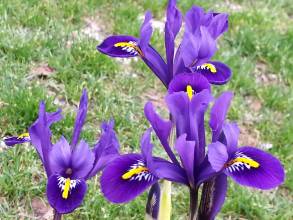 iris reticulata joyce