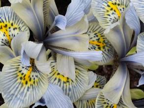 iridaceae 
     iris 
     reticulata 
     Katharine Hodgkin 
     Iris réticulé