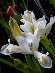 iridaceae 
     iris 
     reticulata 
     White Caucasus 
     Iris réticulé
