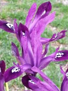 iris reticulata pauline