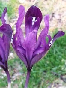 iris reticulata purple gem