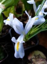iridaceae 
     iris 
     reticulata 
     Spring Time 
     Iris réticulé