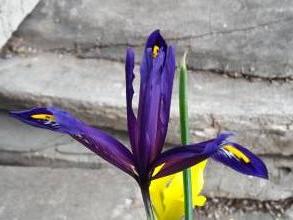 iris reticulata violet beauty