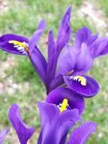 iris reticultata pixie 1