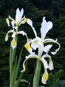 iridaceae 
     iris 
     spuria 
      
     iris