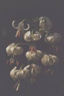liliaceae 
     lilium 
     martagon 
     albiflorum 
     lys martagon blanc