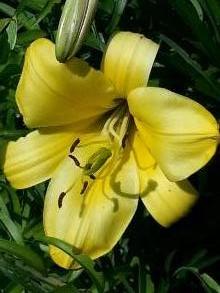 liliaceae 
     lilium 
     regale 
     Golden Splendour 
     lys royal